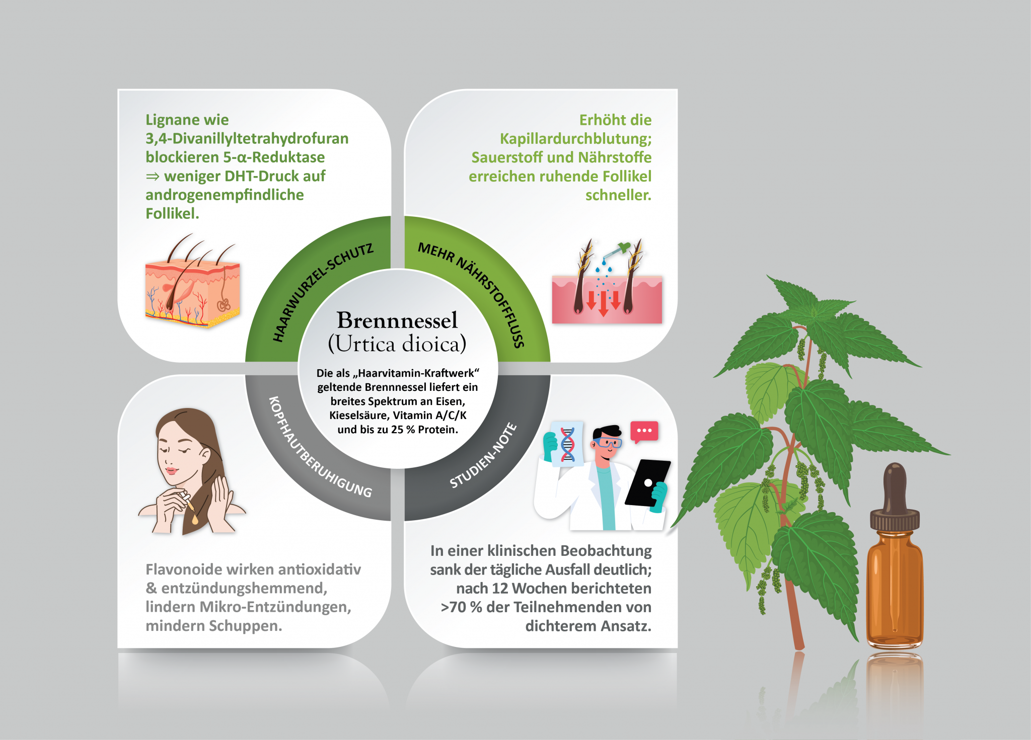  Brennnessel (Urtica dioica)