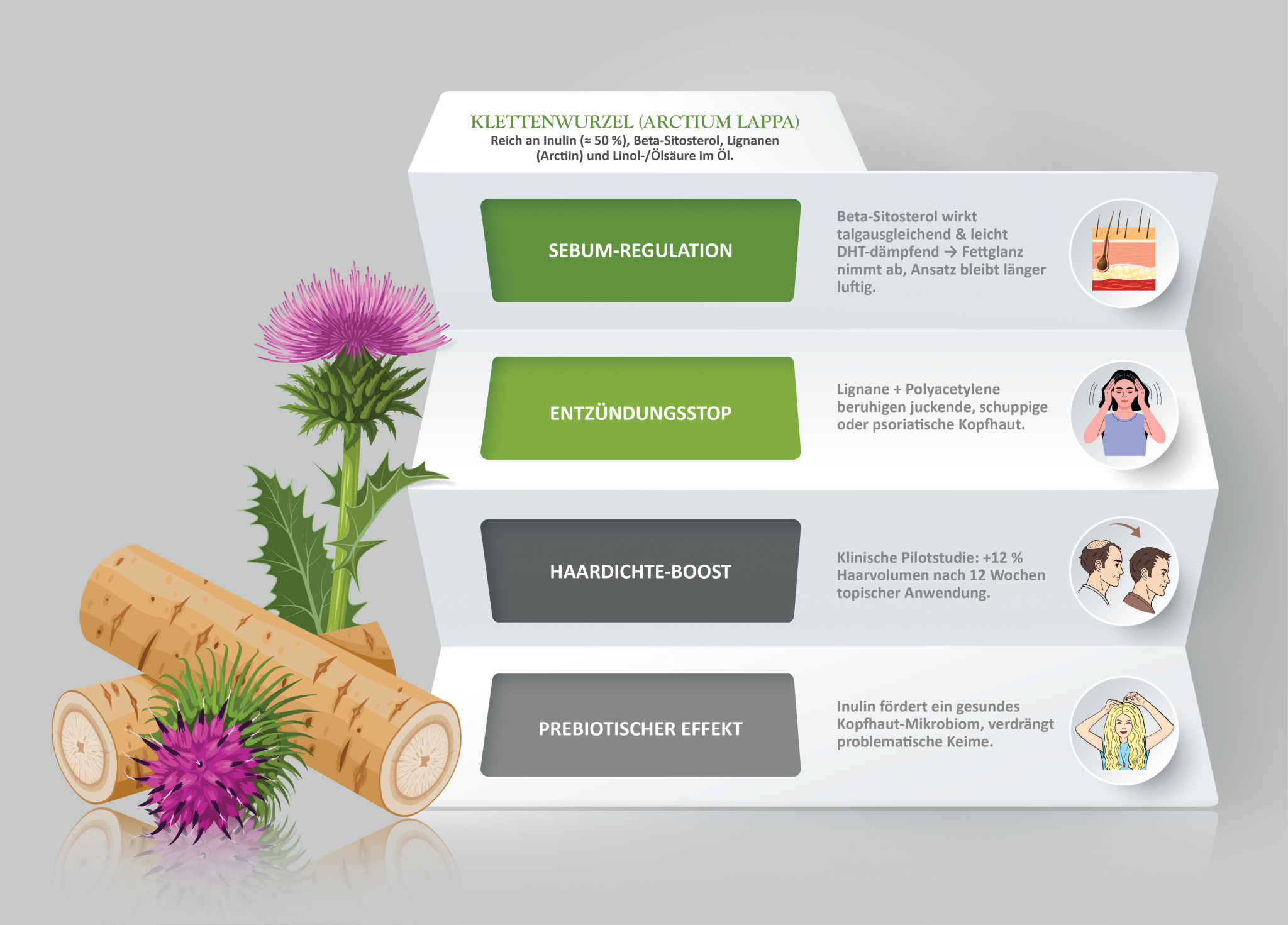  Klettenwurzel (Arctium lappa)