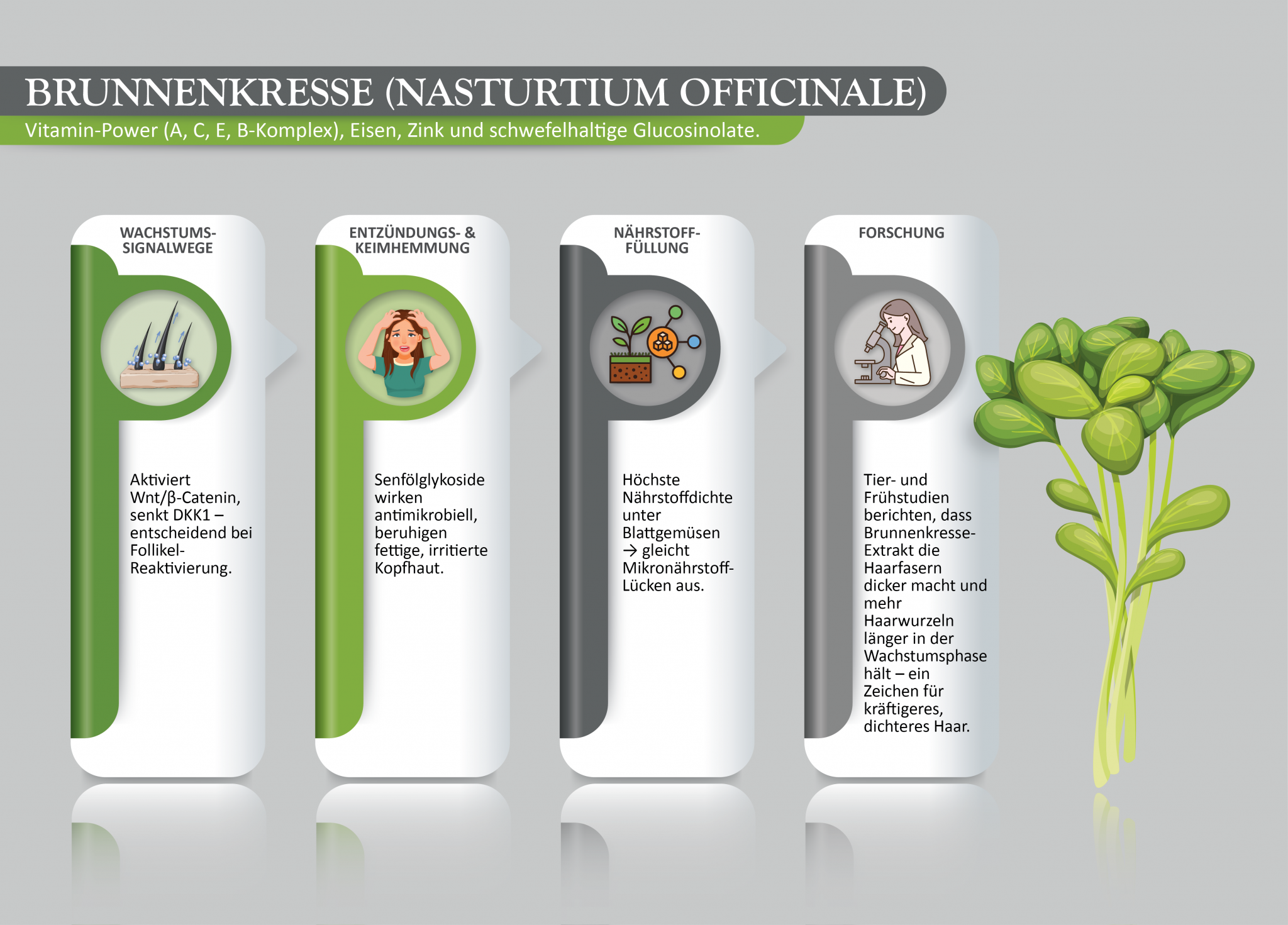  Brunnenkresse (Nasturtium officinale)
